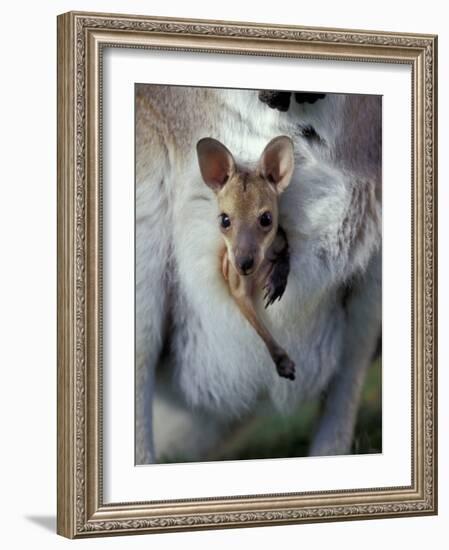 Red-necked Wallaby Joey in Pouch, Bunya Mountain National Park, Australia-Theo Allofs-Framed Photographic Print