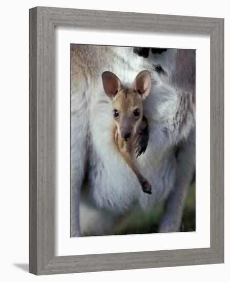 Red-necked Wallaby Joey in Pouch, Bunya Mountain National Park, Australia-Theo Allofs-Framed Photographic Print