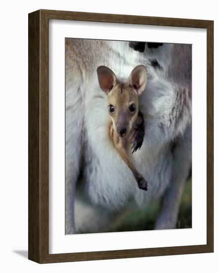 Red-necked Wallaby Joey in Pouch, Bunya Mountain National Park, Australia-Theo Allofs-Framed Photographic Print