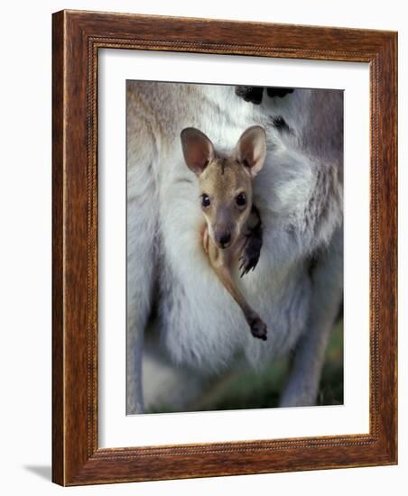 Red-necked Wallaby Joey in Pouch, Bunya Mountain National Park, Australia-Theo Allofs-Framed Photographic Print