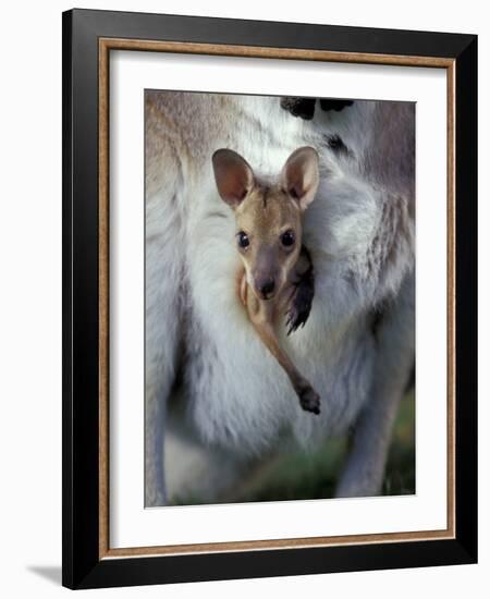 Red-necked Wallaby Joey in Pouch, Bunya Mountain National Park, Australia-Theo Allofs-Framed Photographic Print