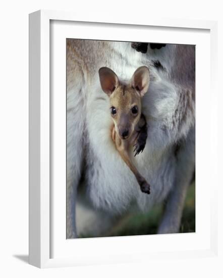 Red-necked Wallaby Joey in Pouch, Bunya Mountain National Park, Australia-Theo Allofs-Framed Photographic Print