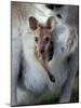 Red-necked Wallaby Joey in Pouch, Bunya Mountain National Park, Australia-Theo Allofs-Mounted Photographic Print