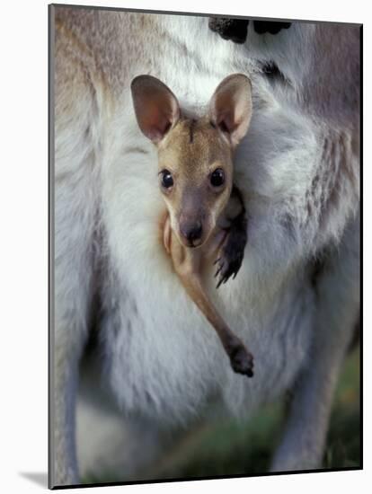 Red-necked Wallaby Joey in Pouch, Bunya Mountain National Park, Australia-Theo Allofs-Mounted Photographic Print