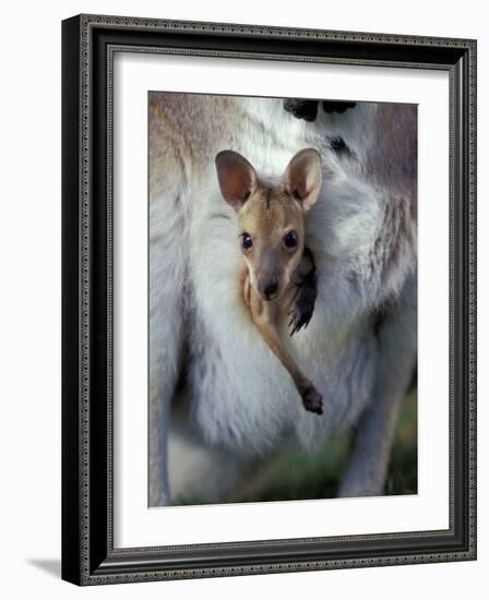 Red-necked Wallaby Joey in Pouch, Bunya Mountain National Park, Australia-Theo Allofs-Framed Photographic Print