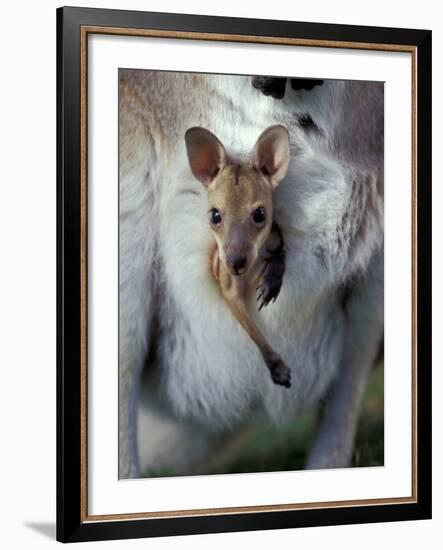 Red-necked Wallaby Joey in Pouch, Bunya Mountain National Park, Australia-Theo Allofs-Framed Photographic Print