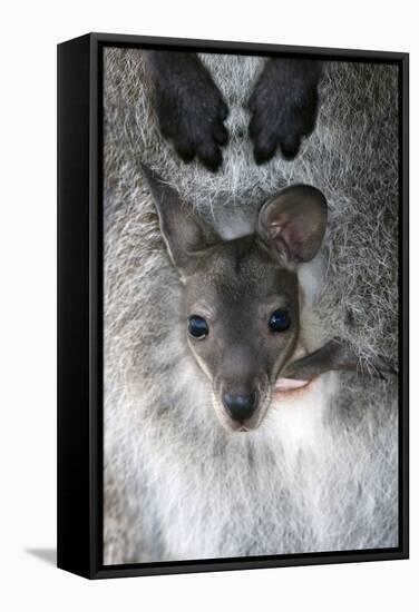 Red-necked Wallaby Joey-Tony Camacho-Framed Premier Image Canvas