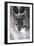 Red-necked Wallaby Joey-Tony Camacho-Framed Photographic Print