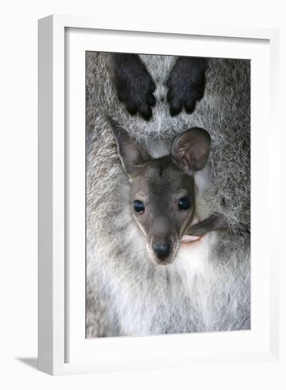 Red-necked Wallaby Joey-Tony Camacho-Framed Photographic Print