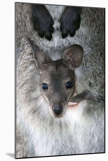 Red-necked Wallaby Joey-Tony Camacho-Mounted Photographic Print