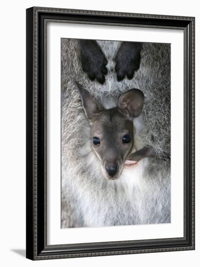 Red-necked Wallaby Joey-Tony Camacho-Framed Photographic Print