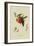 Red Nectarine-William Hooker-Framed Art Print