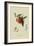 Red Nectarine-William Hooker-Framed Art Print