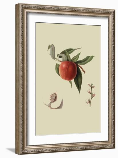 Red Nectarine-William Hooker-Framed Art Print