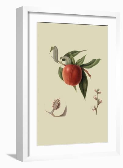 Red Nectarine-William Hooker-Framed Art Print