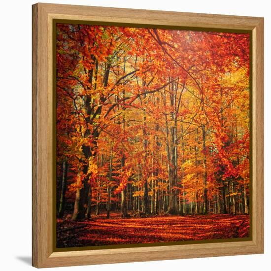 Red November-Philippe Sainte-Laudy-Framed Premier Image Canvas