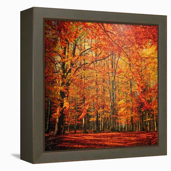 Red November-Philippe Sainte-Laudy-Framed Premier Image Canvas