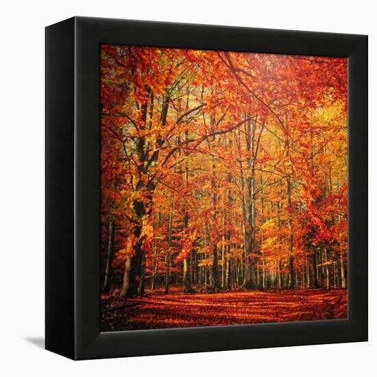 Red November-Philippe Sainte-Laudy-Framed Premier Image Canvas