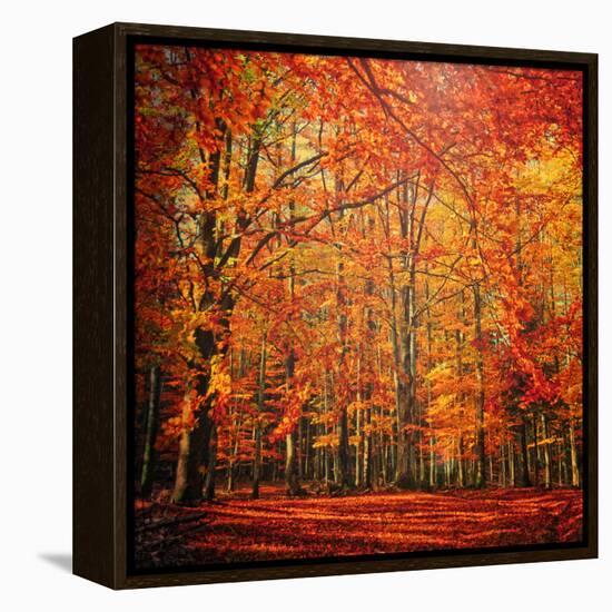 Red November-Philippe Sainte-Laudy-Framed Premier Image Canvas