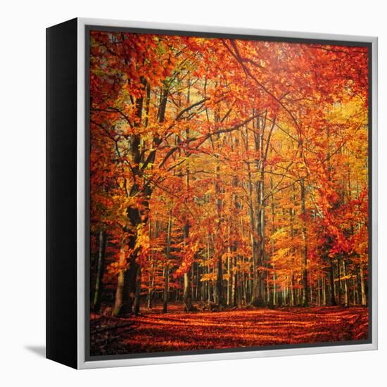 Red November-Philippe Sainte-Laudy-Framed Premier Image Canvas