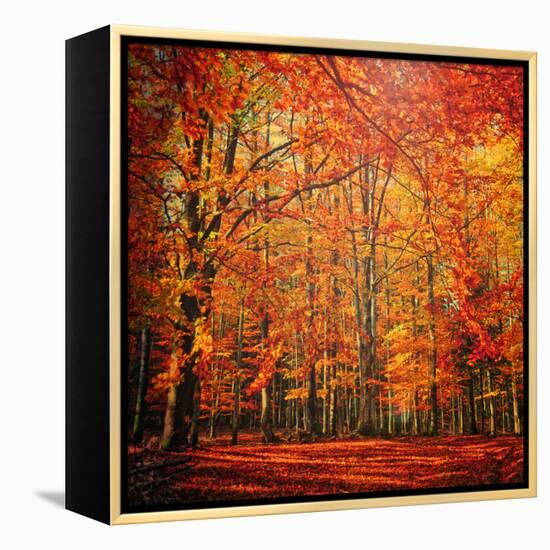 Red November-Philippe Sainte-Laudy-Framed Premier Image Canvas