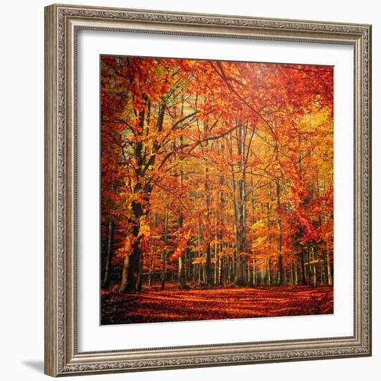 Red November-Philippe Sainte-Laudy-Framed Photographic Print