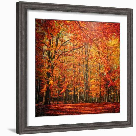 Red November-Philippe Sainte-Laudy-Framed Photographic Print