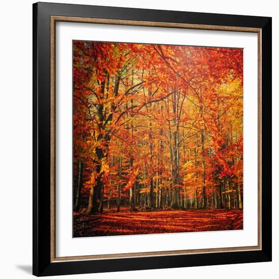 Red November-Philippe Sainte-Laudy-Framed Photographic Print