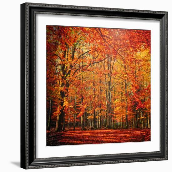 Red November-Philippe Sainte-Laudy-Framed Photographic Print