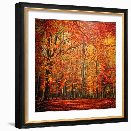 Red November-Philippe Sainte-Laudy-Framed Photographic Print