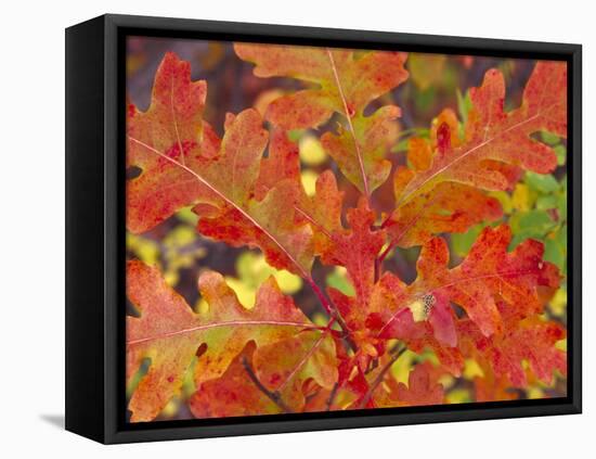 Red Oak Leaves, Colorado, USA-Julie Eggers-Framed Premier Image Canvas