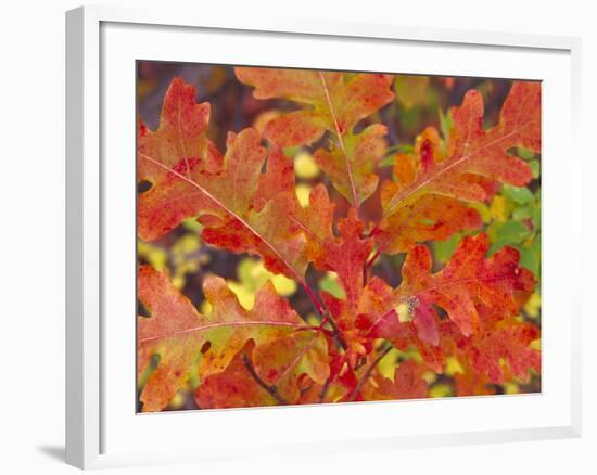 Red Oak Leaves, Colorado, USA-Julie Eggers-Framed Photographic Print