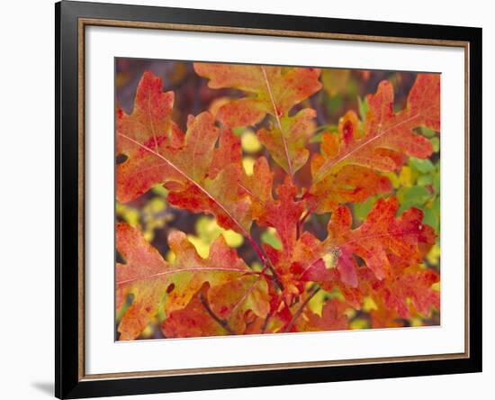 Red Oak Leaves, Colorado, USA-Julie Eggers-Framed Photographic Print