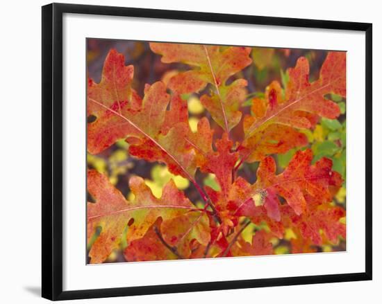 Red Oak Leaves, Colorado, USA-Julie Eggers-Framed Photographic Print