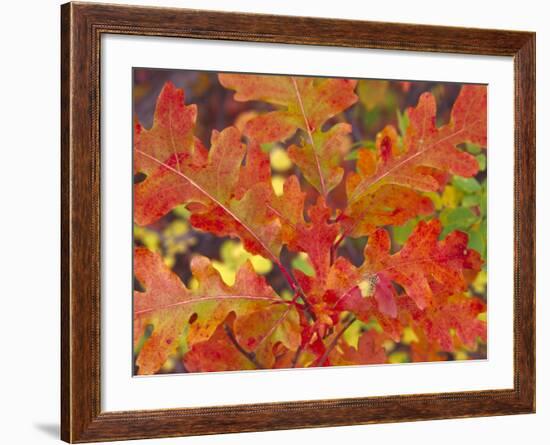 Red Oak Leaves, Colorado, USA-Julie Eggers-Framed Photographic Print