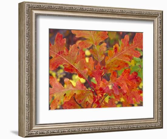 Red Oak Leaves, Colorado, USA-Julie Eggers-Framed Photographic Print