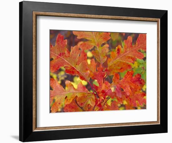 Red Oak Leaves, Colorado, USA-Julie Eggers-Framed Photographic Print