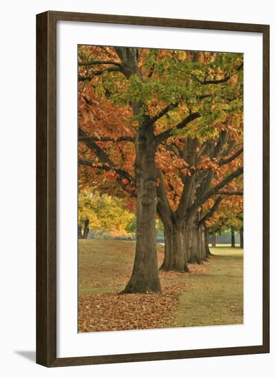 Red Oaks at Fernhill Park, Portland, Oregon, USA-Jaynes Gallery-Framed Photographic Print