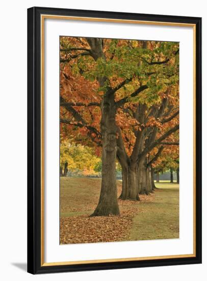 Red Oaks at Fernhill Park, Portland, Oregon, USA-Jaynes Gallery-Framed Photographic Print