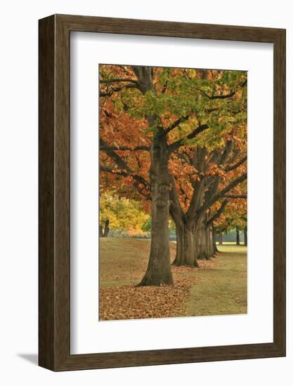 Red Oaks at Fernhill Park, Portland, Oregon, USA-Jaynes Gallery-Framed Photographic Print