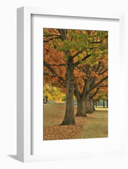 Red Oaks at Fernhill Park, Portland, Oregon, USA-Jaynes Gallery-Framed Photographic Print