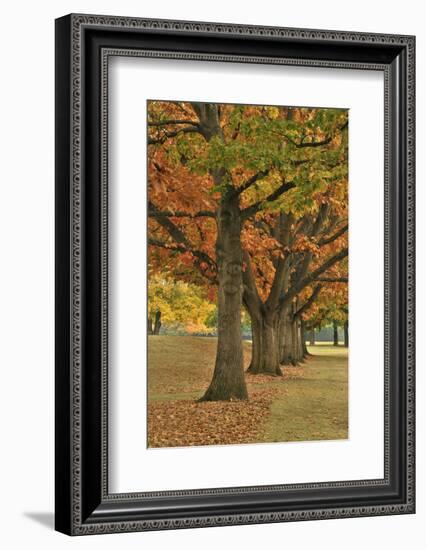 Red Oaks at Fernhill Park, Portland, Oregon, USA-Jaynes Gallery-Framed Photographic Print