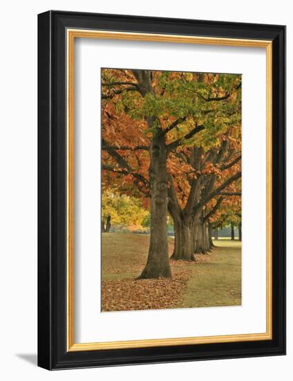 Red Oaks at Fernhill Park, Portland, Oregon, USA-Jaynes Gallery-Framed Photographic Print