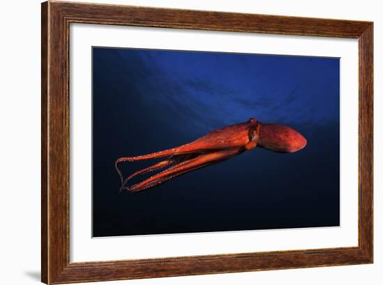 Red Octopus-Barathieu Gabriel-Framed Giclee Print