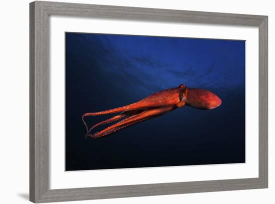Red Octopus-Barathieu Gabriel-Framed Giclee Print