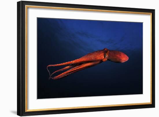 Red Octopus-Barathieu Gabriel-Framed Giclee Print