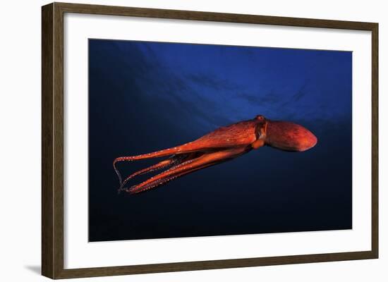 Red Octopus-Barathieu Gabriel-Framed Giclee Print