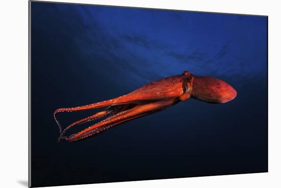 Red Octopus-Barathieu Gabriel-Mounted Giclee Print