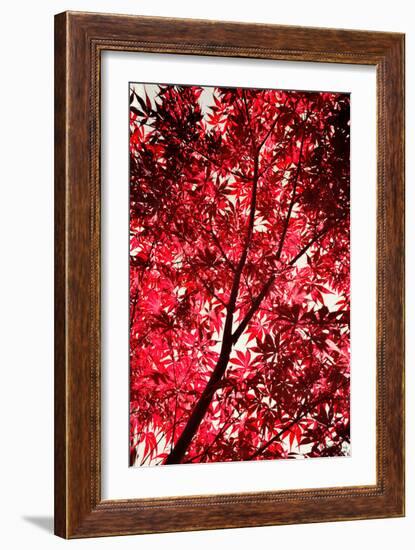 Red on Air-Philippe Sainte-Laudy-Framed Photographic Print