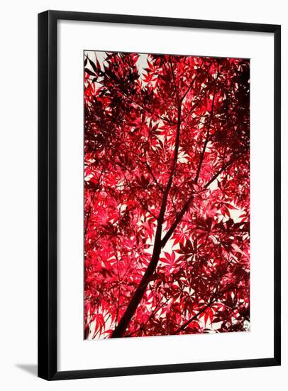 Red on Air-Philippe Sainte-Laudy-Framed Photographic Print